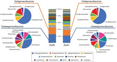 Metagenomic Analysis Shows the Presence of Bacteria Related to Free-Living Forms of Sulfur-Oxidizing Chemolithoautotrophic Symbionts in the Rhizosphere of the Seagrass Zostera marina